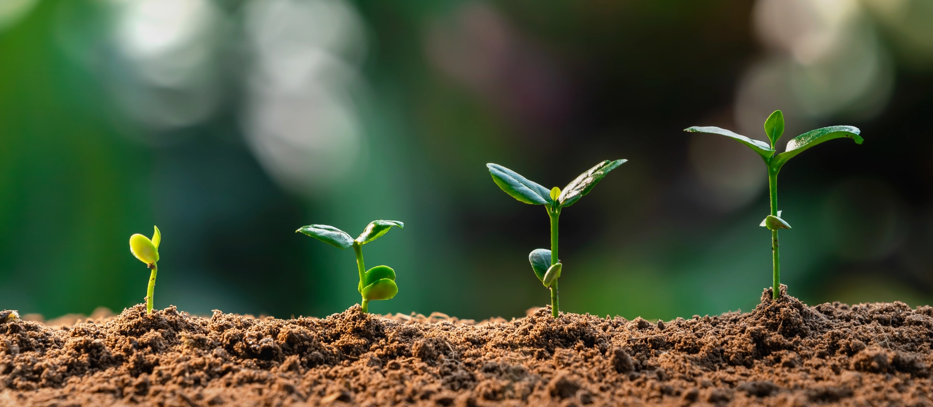 Yılkanur Tarım: Yenilikçi ve Sürdürülebilir Tahıl Çözümleri