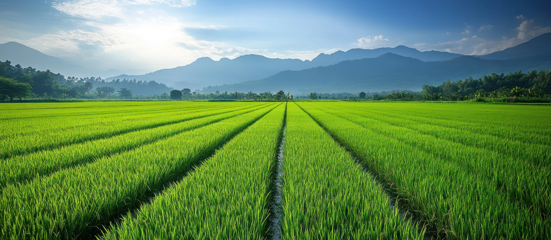 Yılkanur Tarım: Yenilikçi ve Sürdürülebilir Tahıl Çözümleri